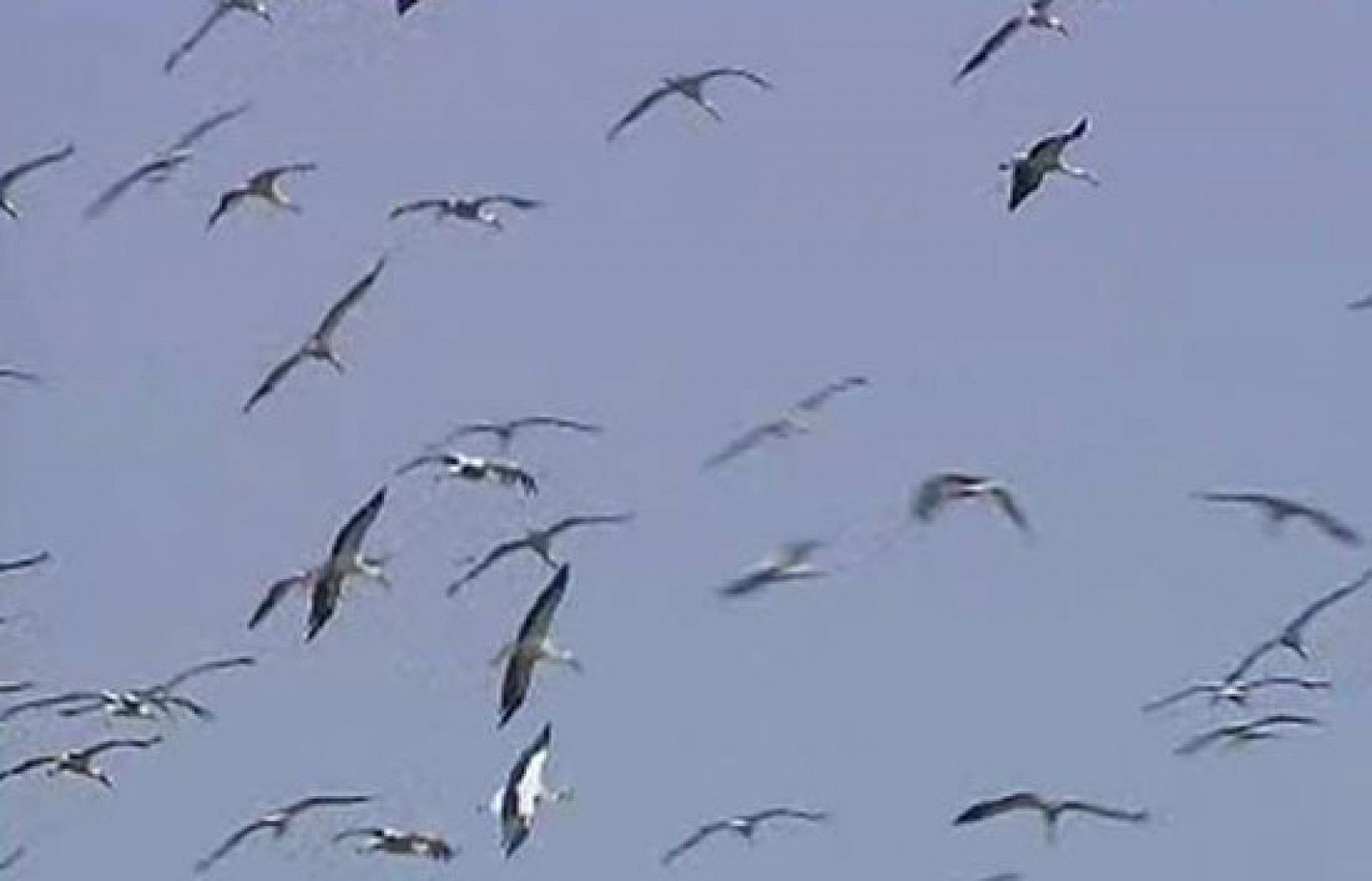 Se impulsa un gran observatorio europeo de aves | Ver