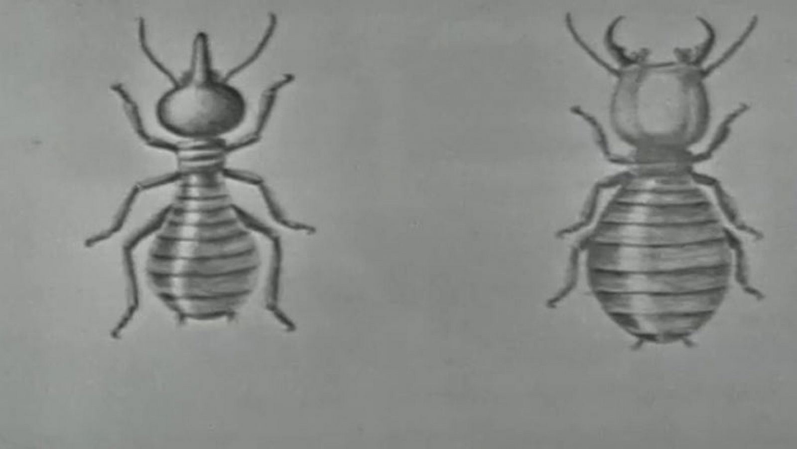 Fauna - Las termitas