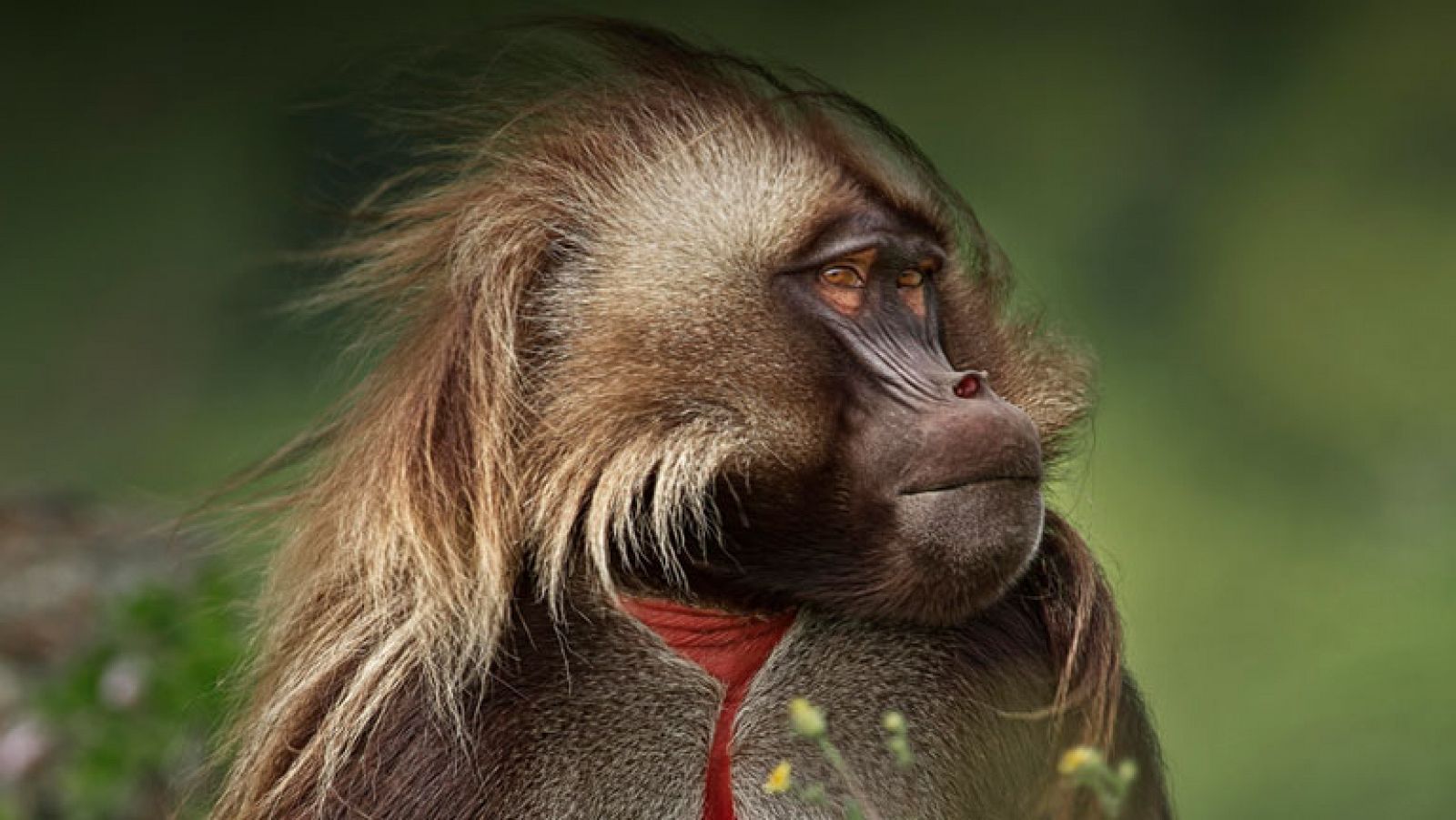 África como nunca la habías visto - Grandes documentales | Ver