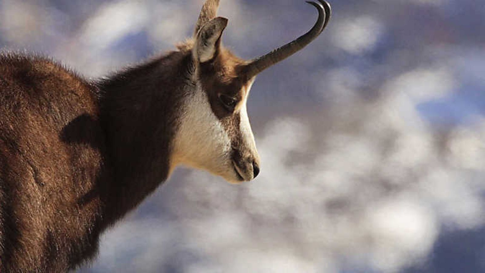 Jara y sedal - El secreto de Los Ancares - Ver ahora