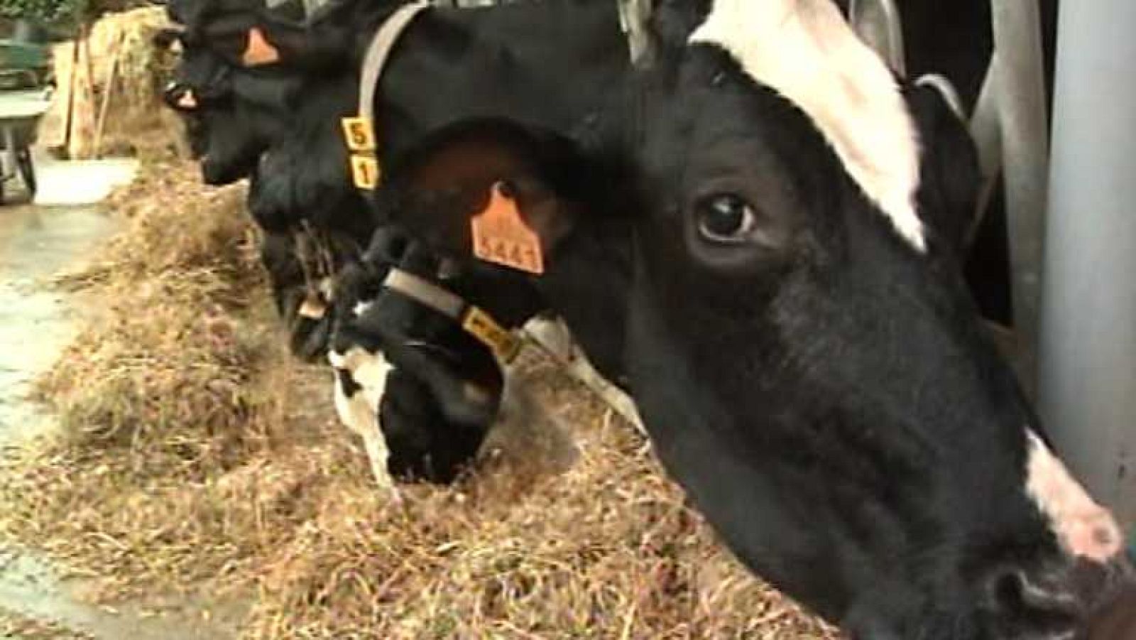 Agrosfera - 01/02/14 - Ver ahora