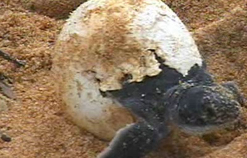Descubren miles de tortugas laúd en playas de Colombia y Panamá - Ciencia y tecnología en Rtve.es | Ver