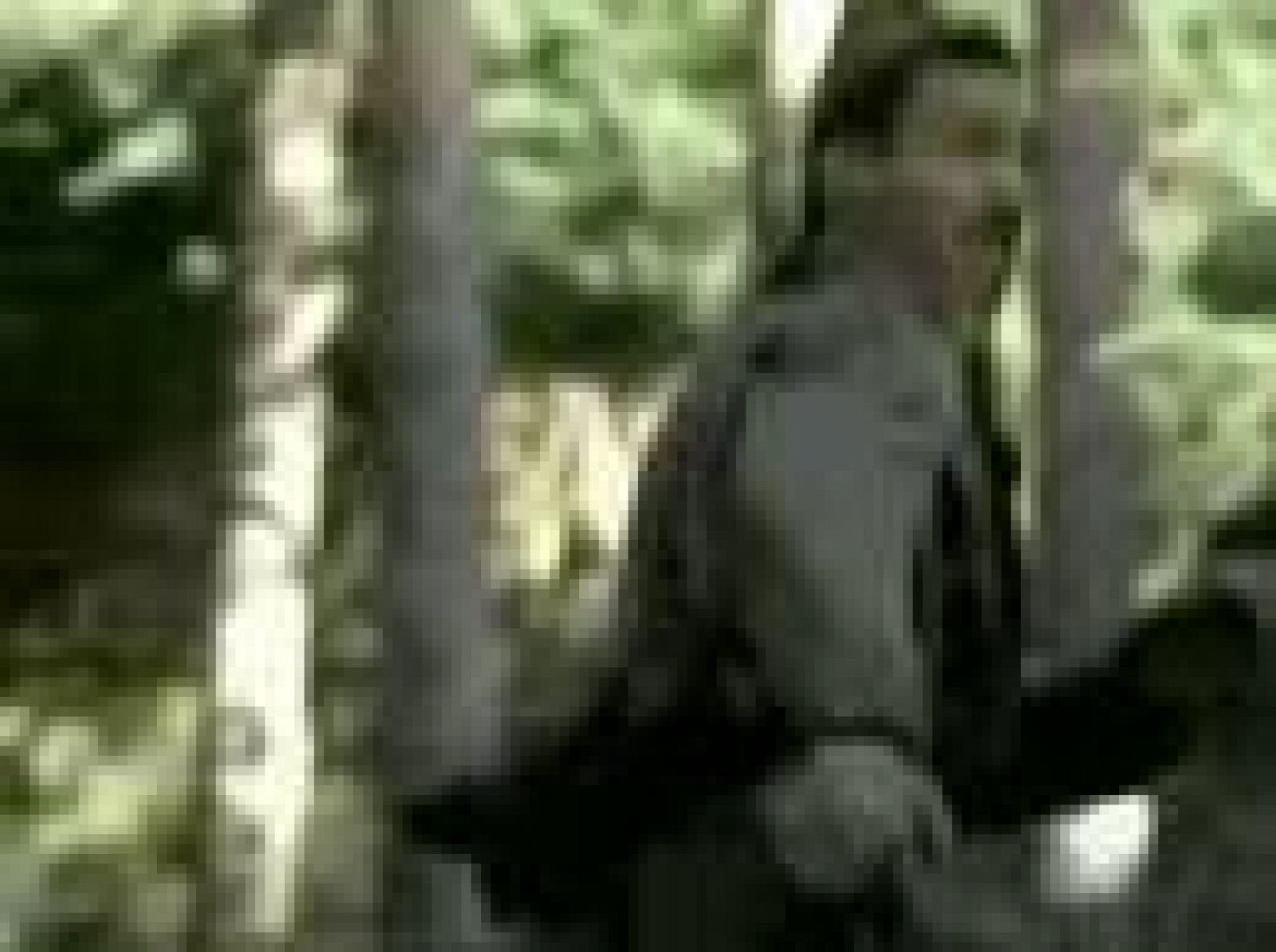 'Esa extraña conexión': publicadad 2003-2004 | Ver