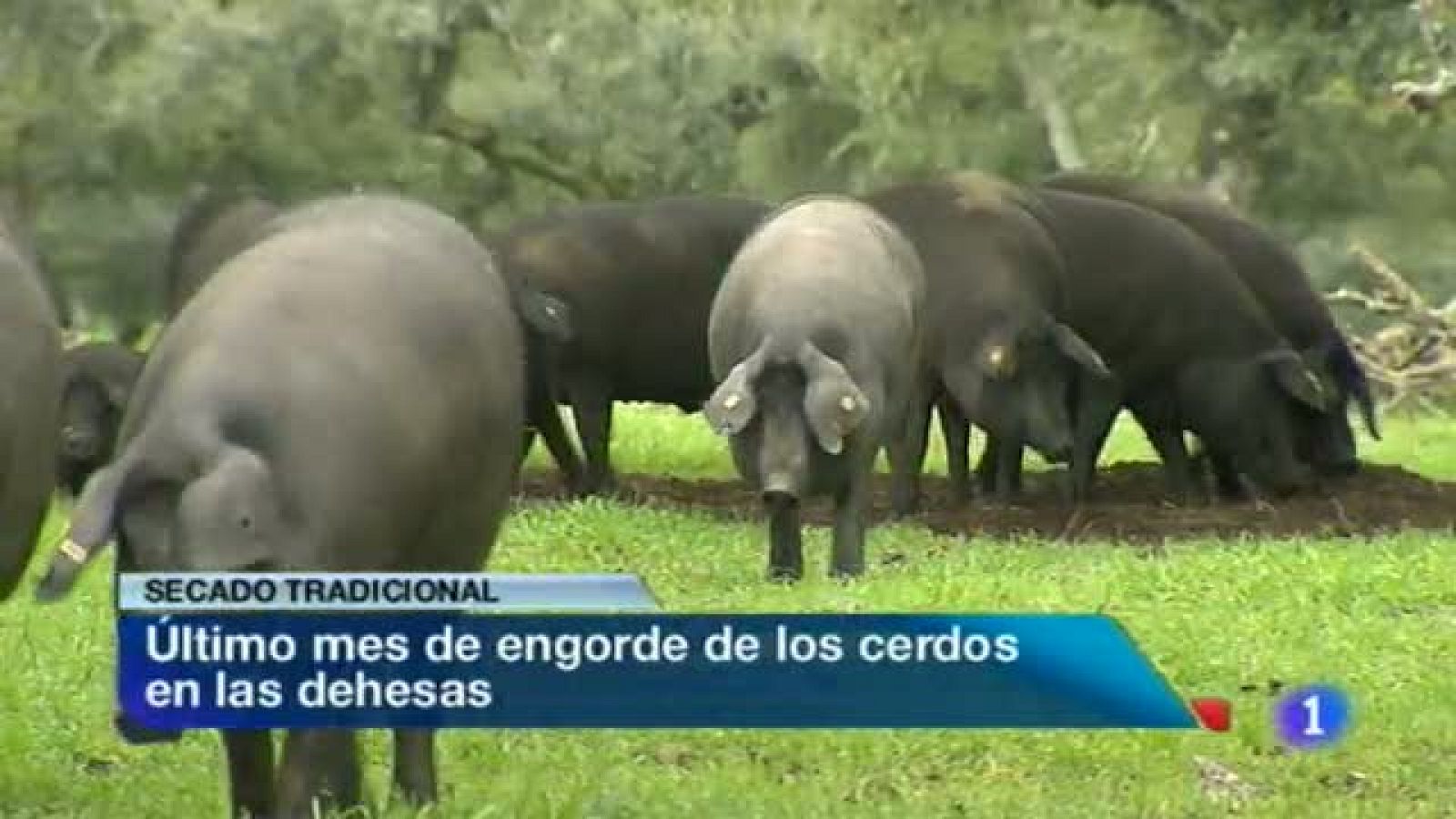 Noticias de Extremadura: Noticias de Extremadura - 05/02/14 | RTVE Play