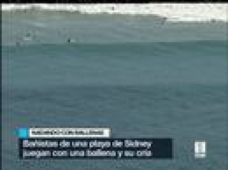 En una playa de Sidney unos surfistas han podido nadar con una ballena y su cría.