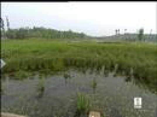  - China crea un bosque de la nada