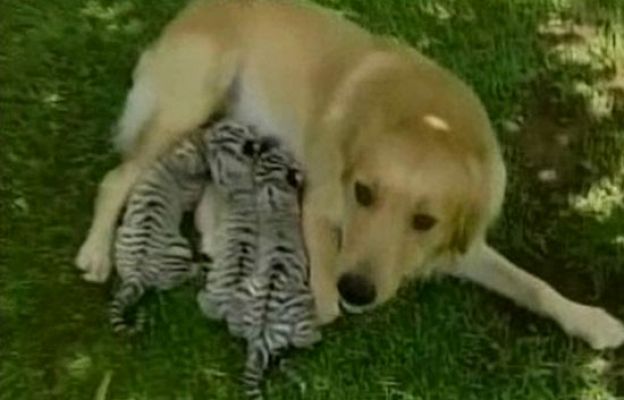 Una perra adopta a tres tigres