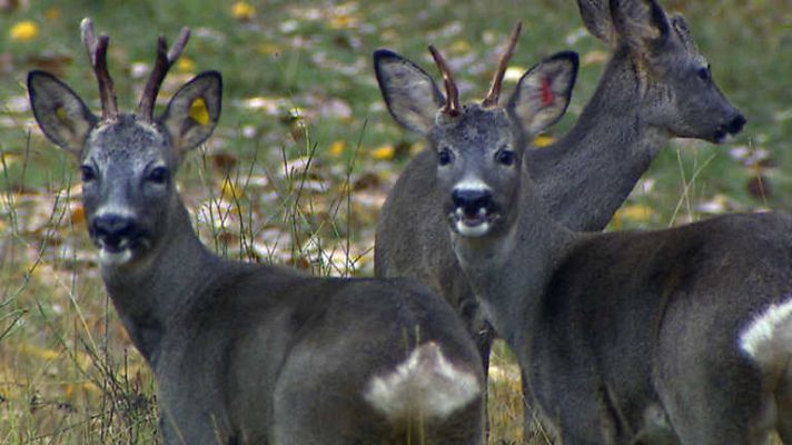 Jara y sedal - Descubriendo Valsemana