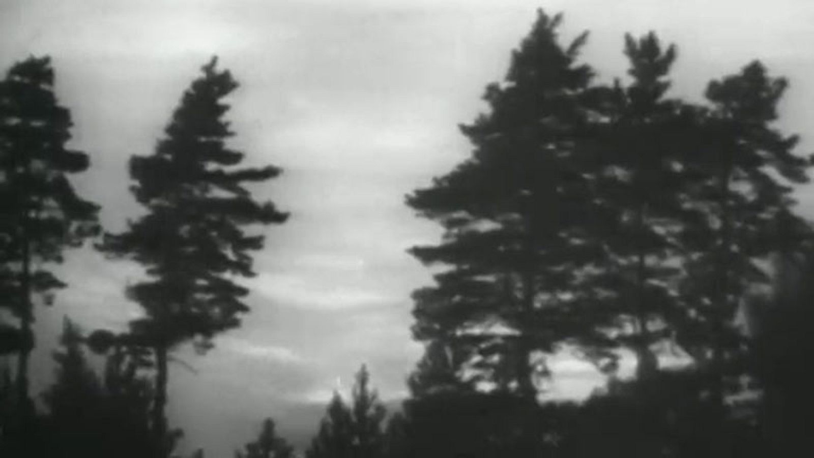 Fauna - Incendio en el bosque