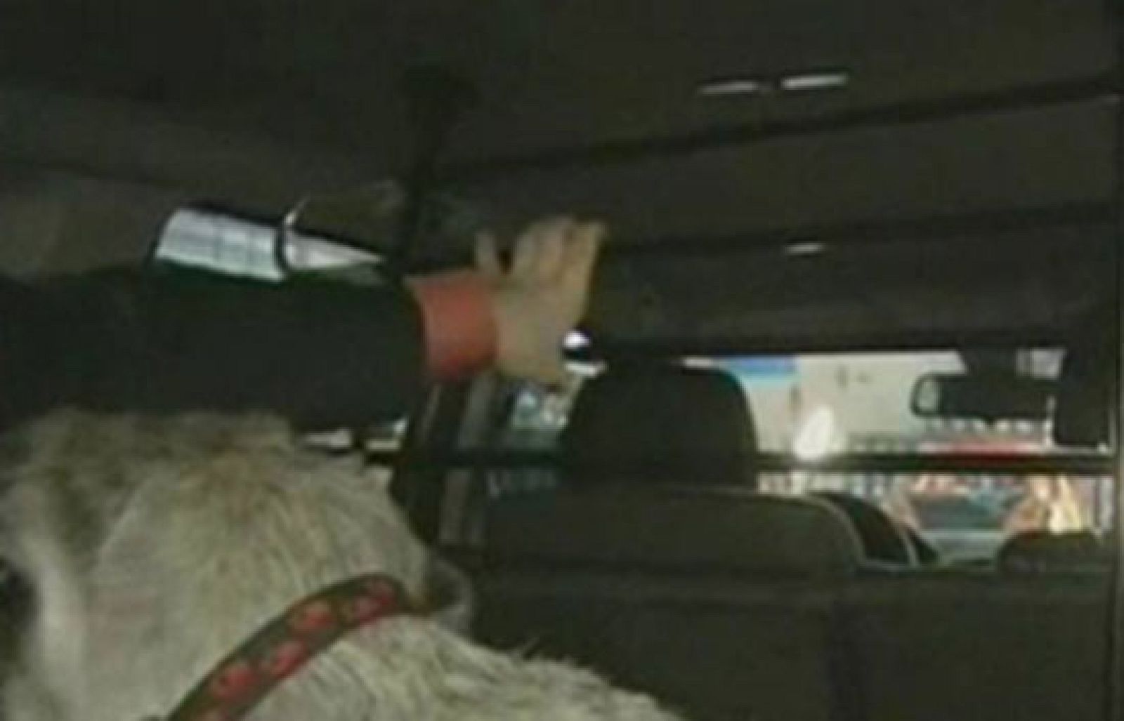 Las mascotas deben viajar sujetas y seguras | Ver