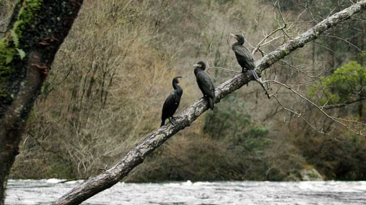 En Galicia  chubascos moderados