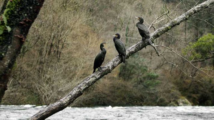 El tiempo - Viento fuerte en el litoral gallego y en Canarias