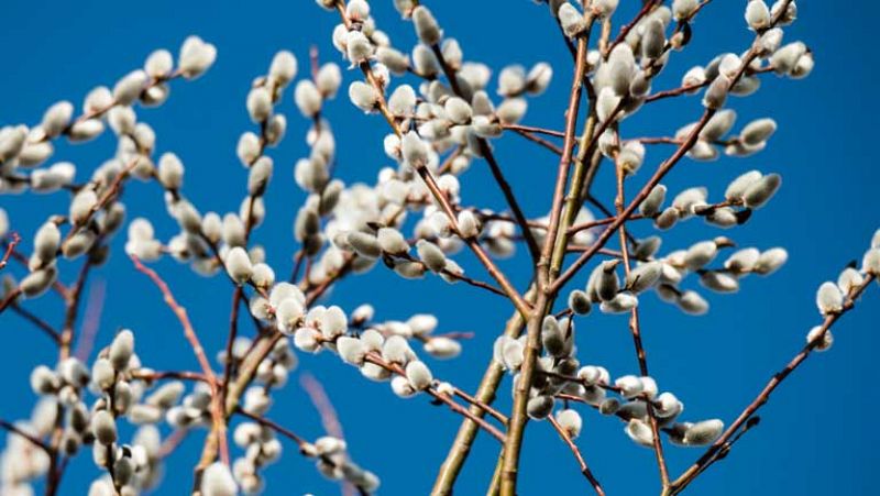 Rachas de viento fuerte en Galicia y baja la cota de nieve