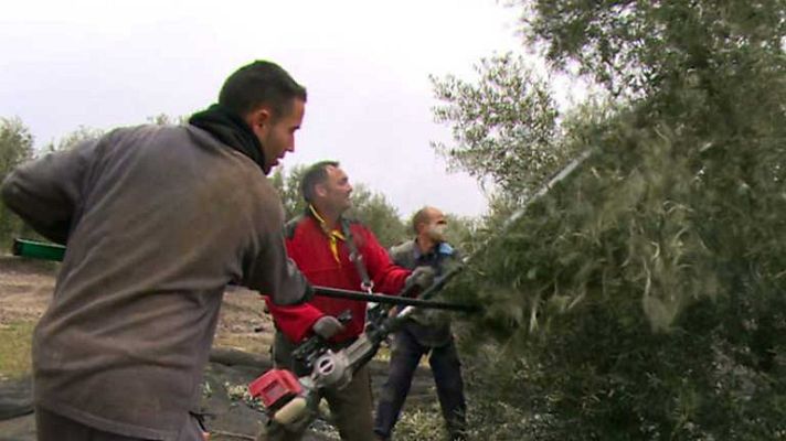 Repor - Aliñando el futuro