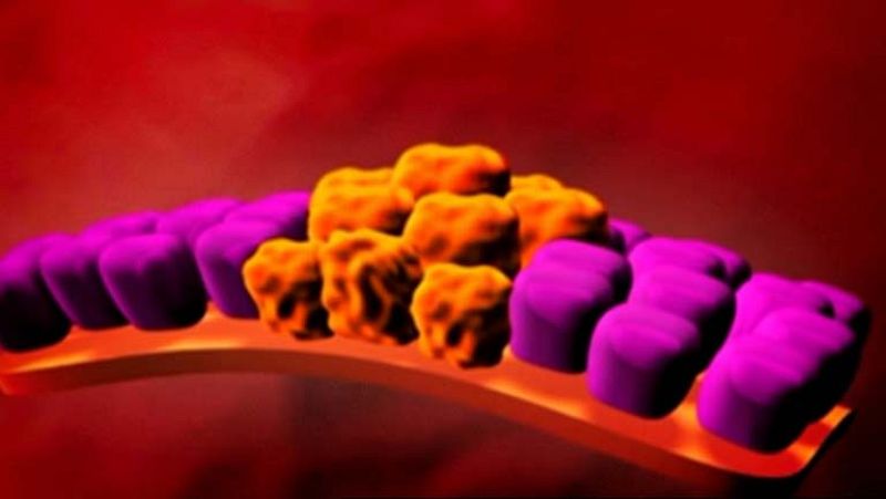 El equipo científico de Joan Massagué en Nueva York descifra parte del proceso de la metástasis 