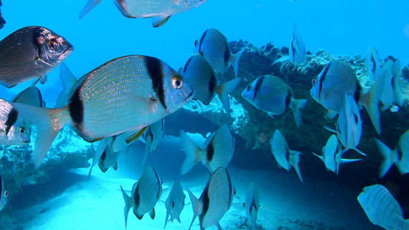 Jara y sedal - Lanzarote a fondo - ver ahora