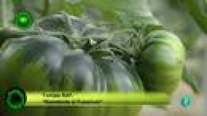 Agrosfera - Tomate R.A.F.