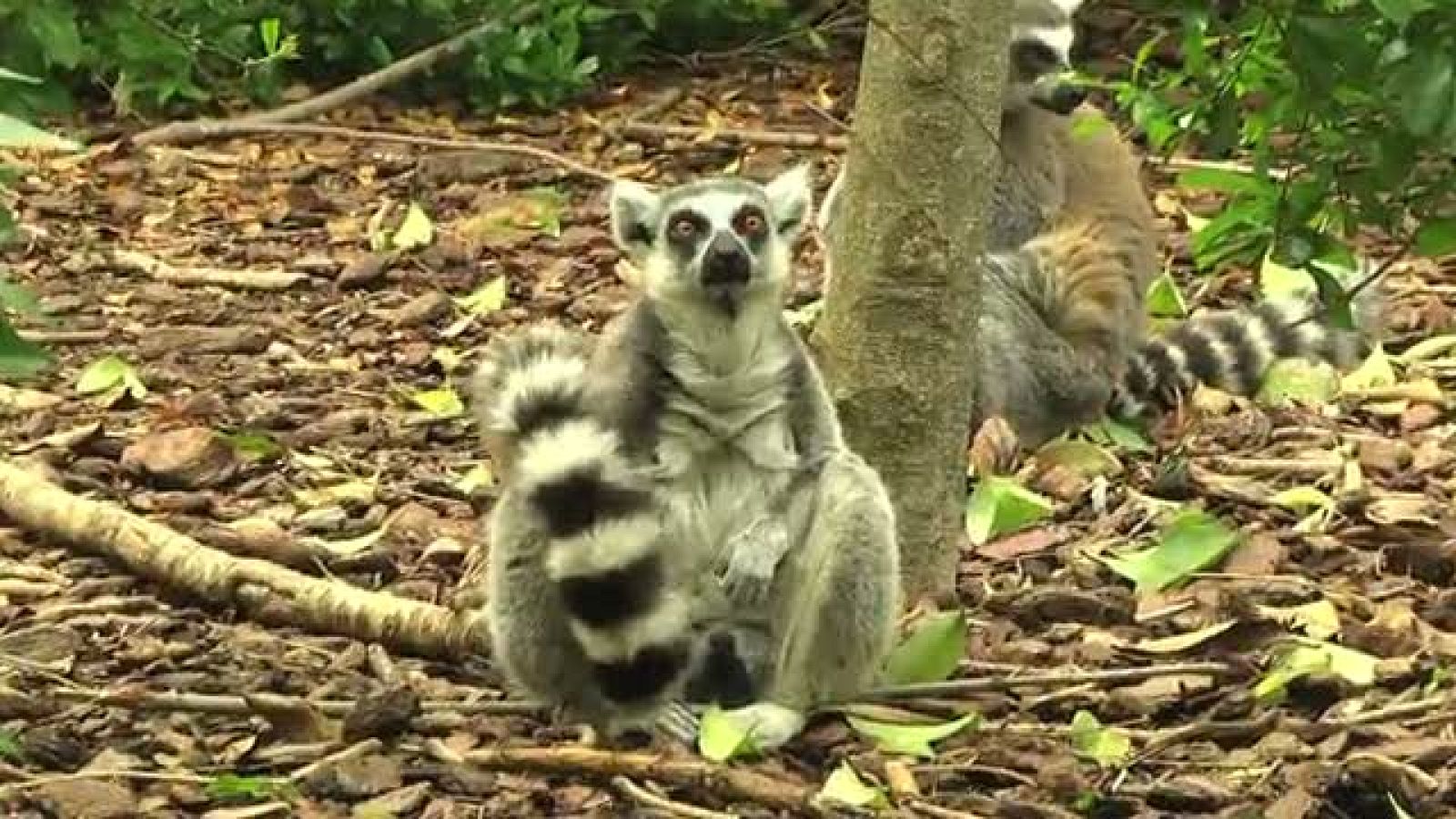 El Laboratorio de RTVE.es es un departamento de innovación audiovisual obsesionado con pararse a pensar cuál es la mejor forma de contar una historia. Conoce cuál es su apuesta en los documentales interactivos.