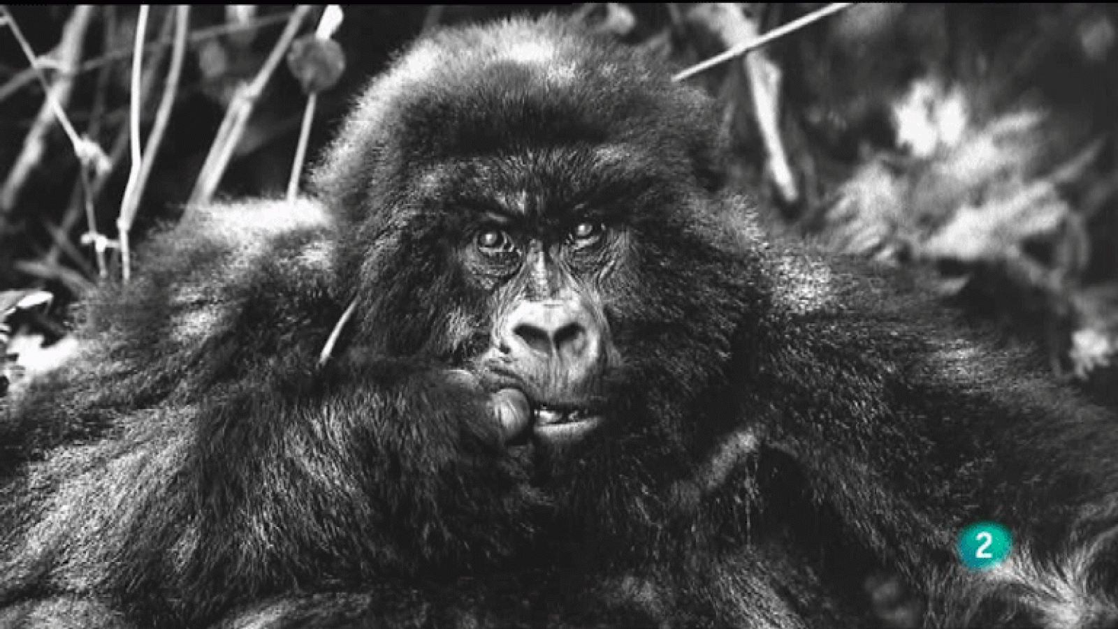 La Aventura del Saber. Sebastião Salgado