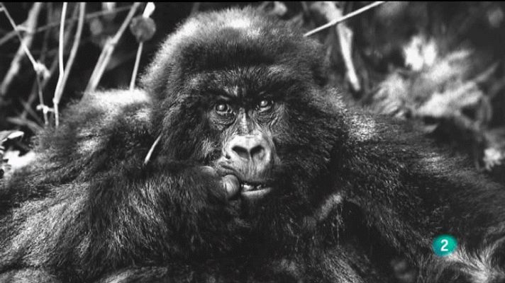 La aventura del Saber - La Aventura del Saber. Sebastião Salgado