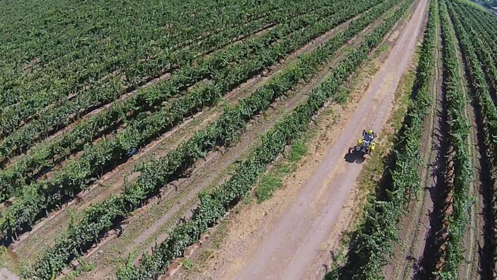 Del vino al codillo - Diario de un nómada | Ver