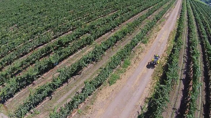 Diario de un nómada - Del vino al codillo
