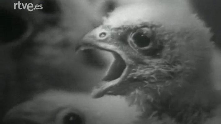 El planeta azul - El cernícalo (I)