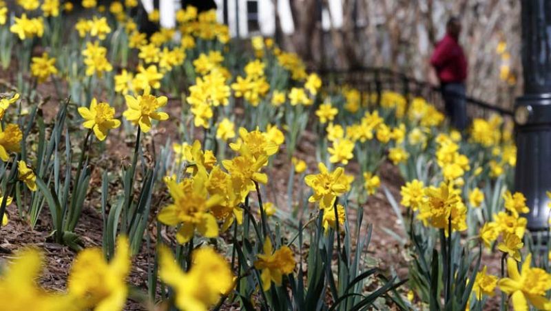 En España hay ocho millones de alérgicos al polen de distintas plantas 