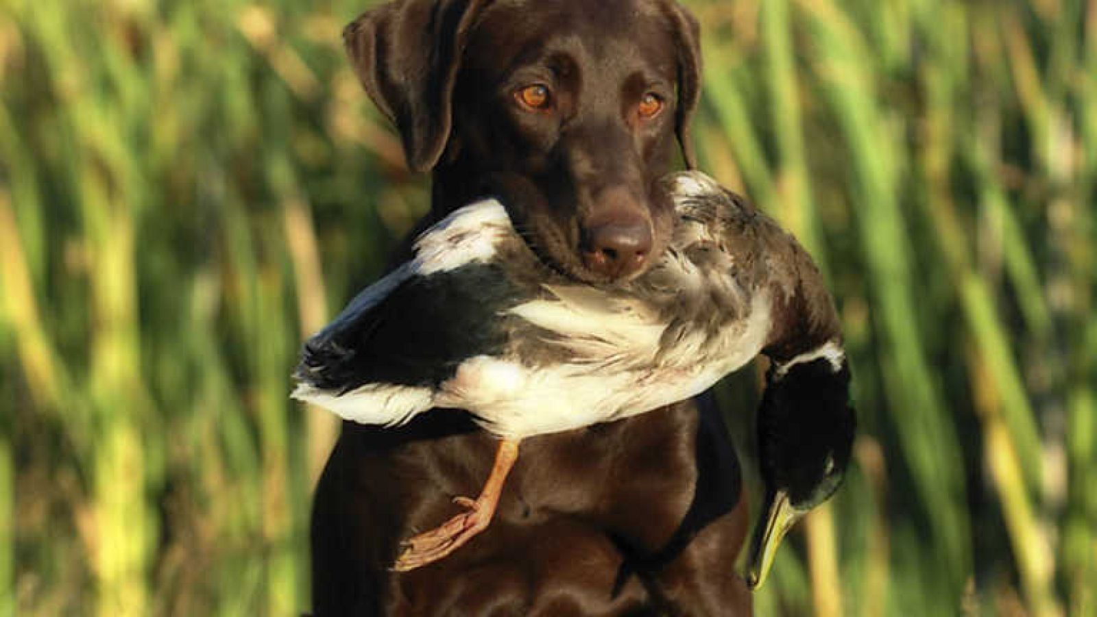 Jara y sedal - Un año más - Ver ahora