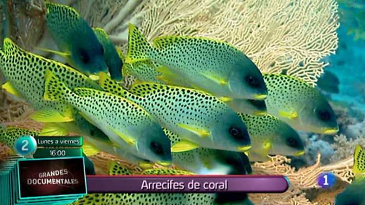 Lo que hay que ver ... - Lo que hay que ver - 15/03/14