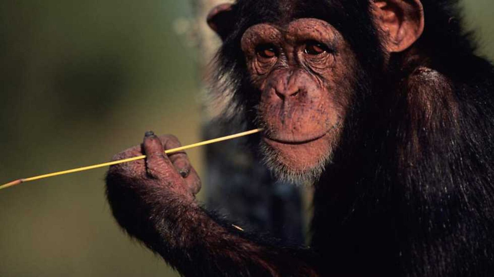 Grandes documentales - Los chimpancés de la garganta perdida - ver ahora