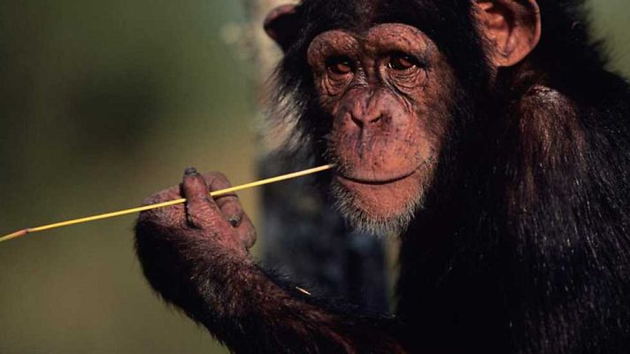 Grandes documentales - Los chimpancés de la garganta perdida