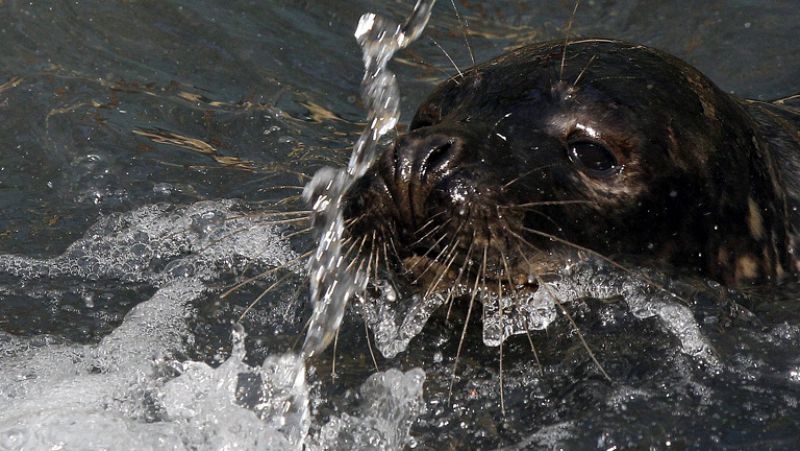 Tres focas que perdieron el rumbo debido a las corrientes son devueltas al Cantábrico