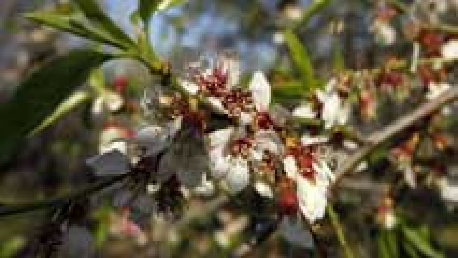 Nuboso en el norte con nieve en cotas bajas y descenso térmico