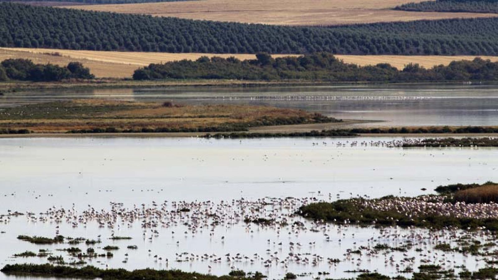 Telediario 1: Así llega Doñana a los 50 | RTVE Play