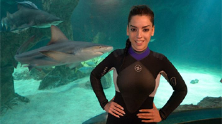 Eurovisión - Ruth y los tiburones