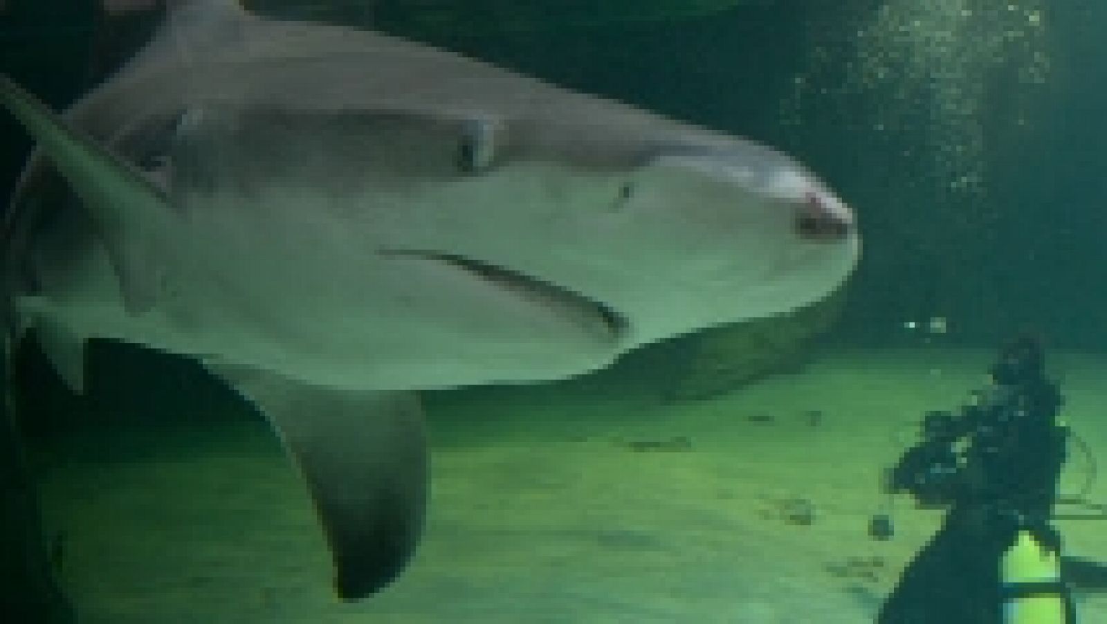 Eurovisión 2014 - Teaser de 'Ruth Lorenzo, entre tiburones'