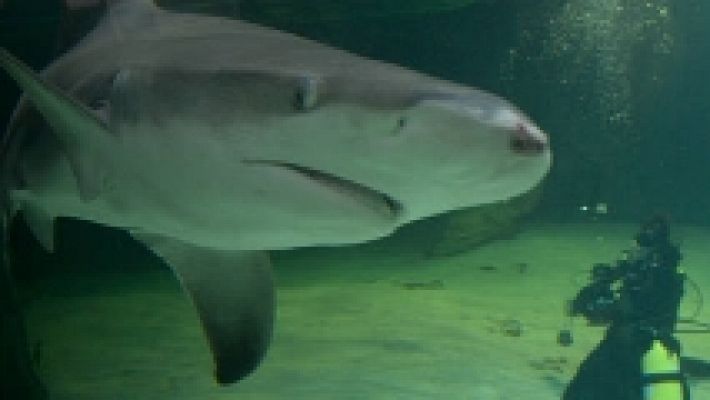 Eurovisión - Teaser 'Ruth Lorenzo, entre tiburones'