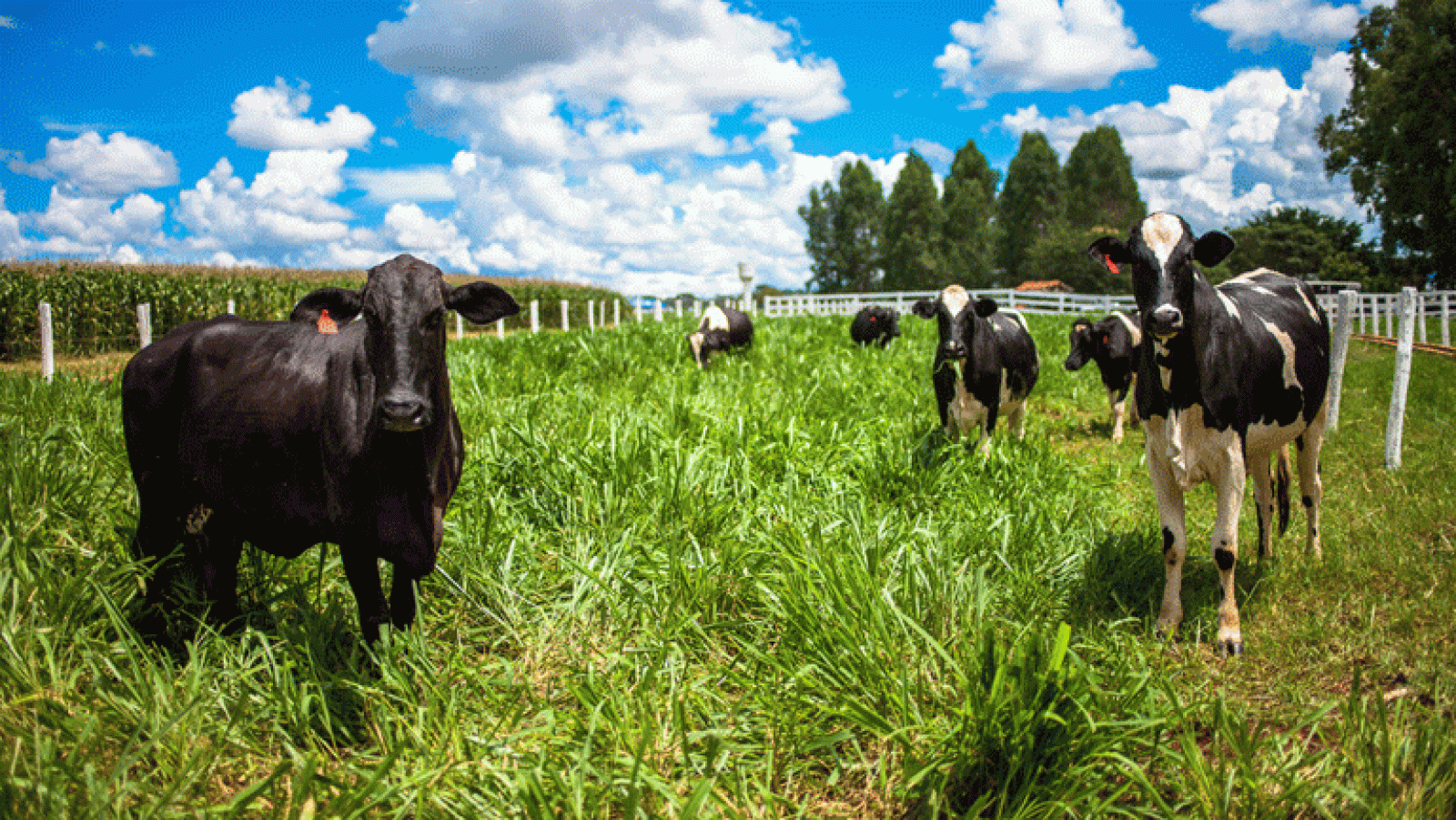 El cambio de hora sobre los animales