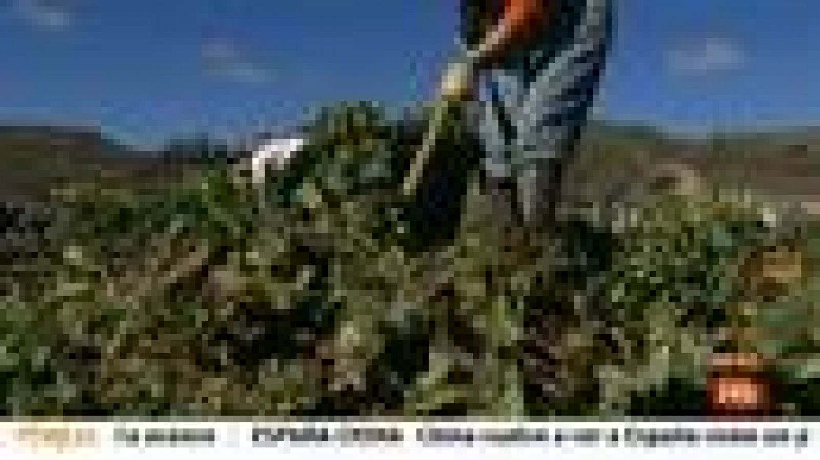 La Comisión Europea quiere simplificar la legislación sobre agricultura biológica para los pequeños productores. España, primera en producción; a la cola, en consumo.