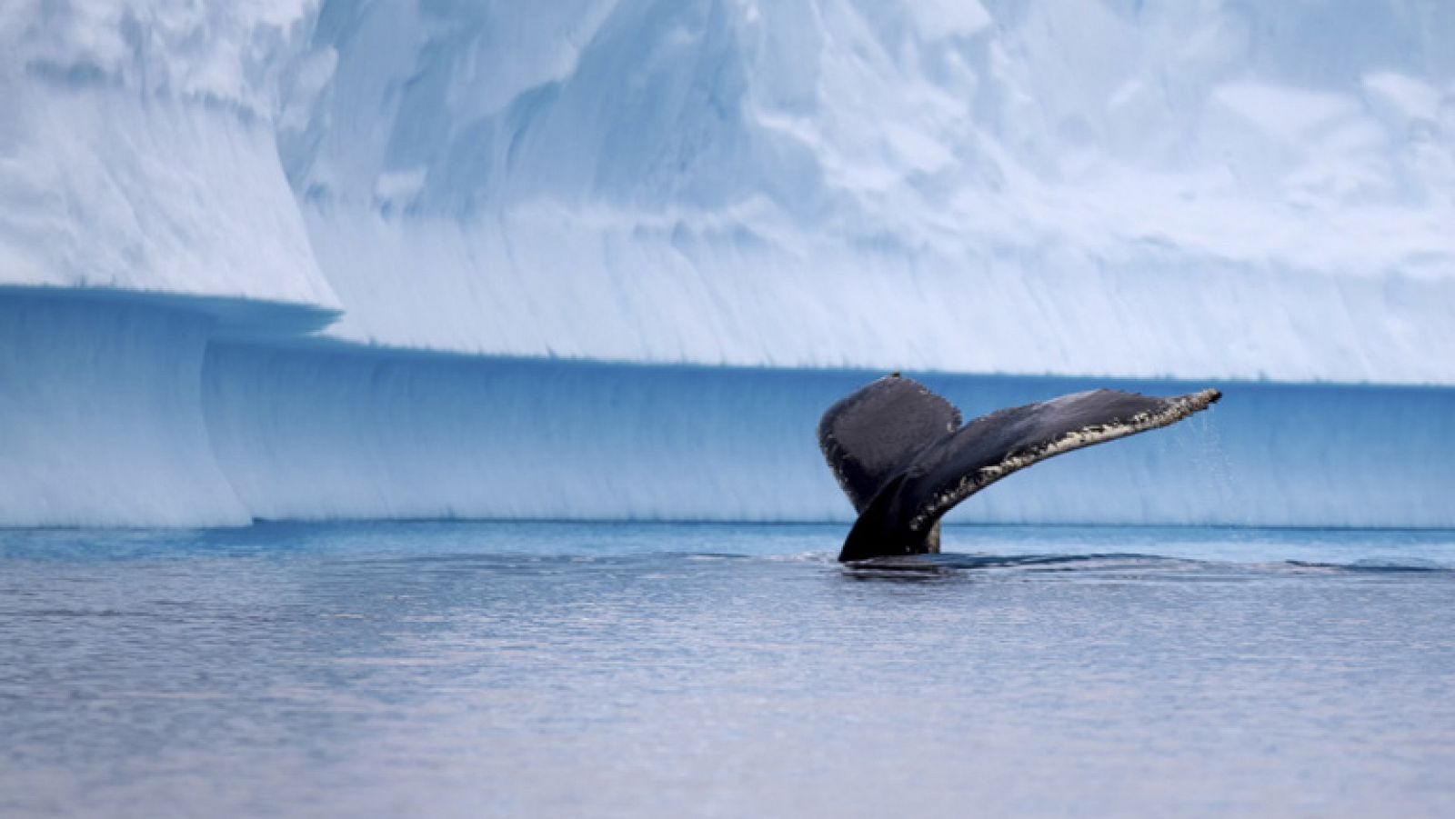 Telediario 1: Japón no podrá seguir cazando ballenas en el Antártico | RTVE Play