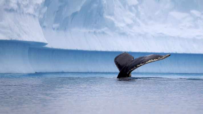 Japón no podrá seguir cazando ballenas en el Antártico