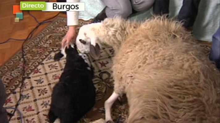 Entre todos - Teresa regala dos ovejas a Ángel y Miriam