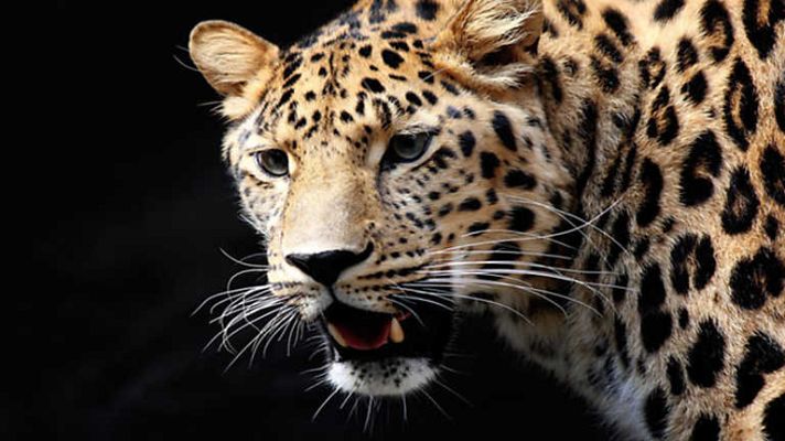 Grandes documentales - El león y el leopardo: Una peculiar amistad