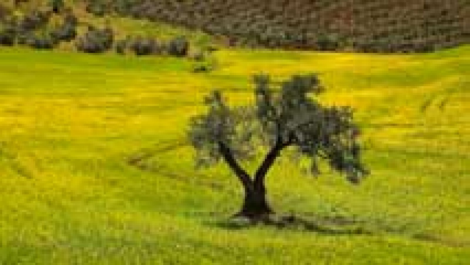 El fondo CVC comprará casi el 30% de Deoleo y lanzará una opa por el 100%