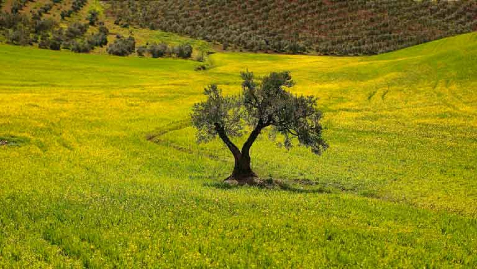 El fondo CVC comprará casi el 30% de Deoleo y lanzará una opa por el 100% 