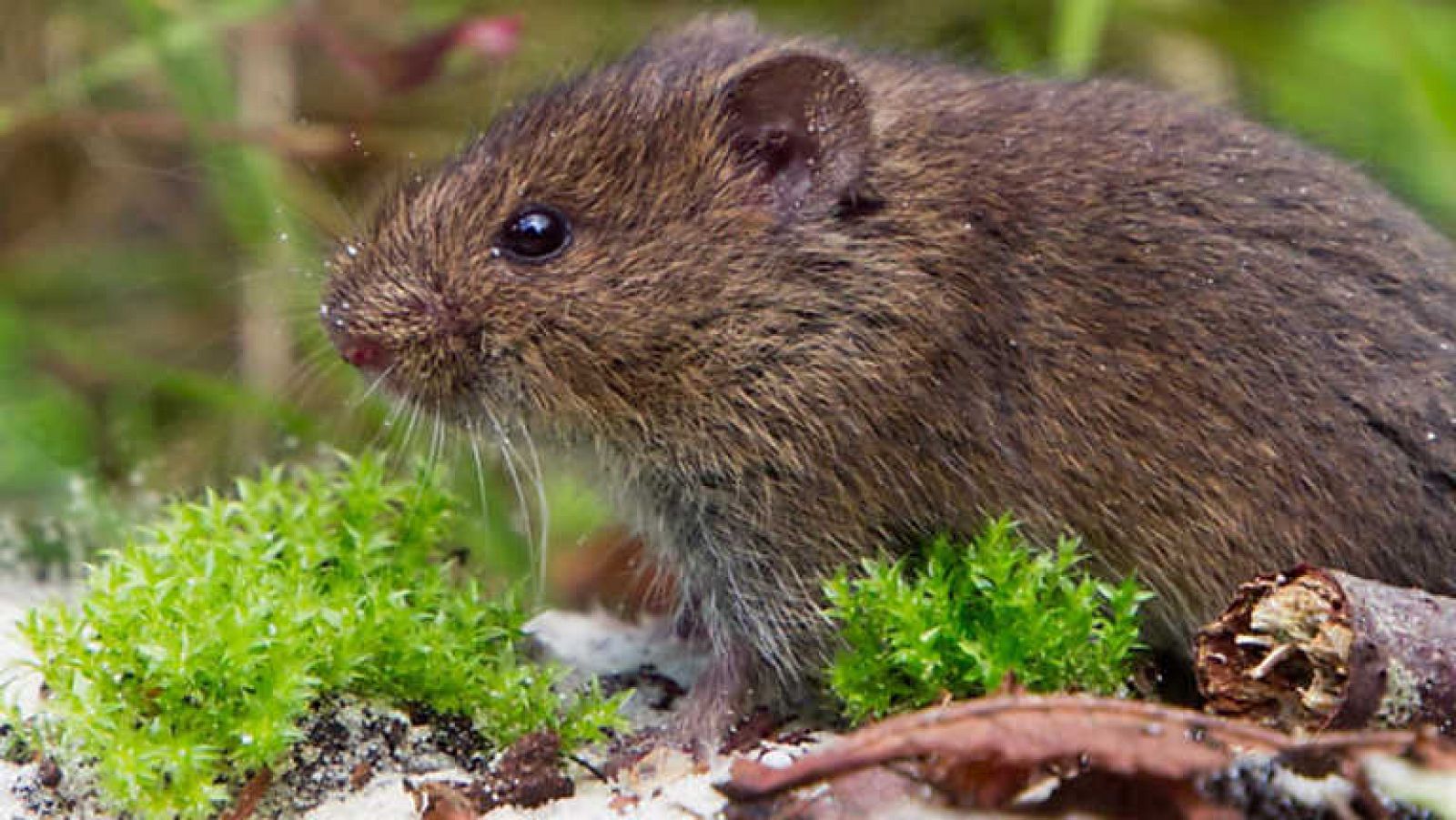 El escarabajo verde - Veneno en la meseta - ver ahora