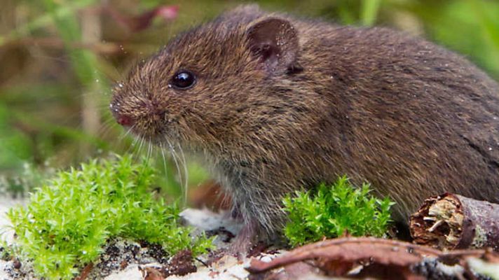 El escarabajo verde - Veneno en la meseta