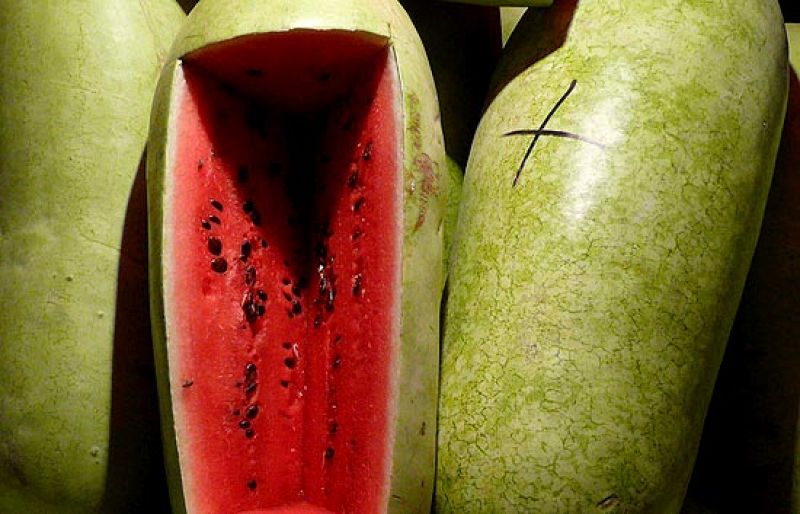  Un agricultor sevillano exhibe sandías de más de 40 kg