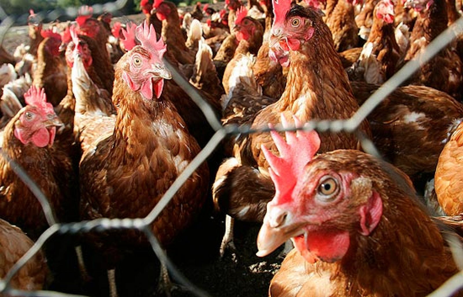Un grupo de ecologistas denuncia la mala situación de las gallinas ponedoras
